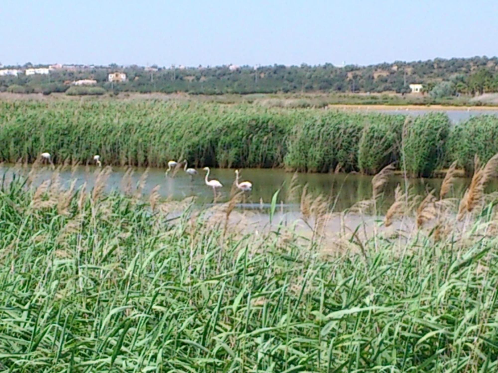 Aparthotel Bayside Salgados Albufeira Zewnętrze zdjęcie